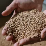 Порт Чорного моря з зерновими вантажами на тлі військової загрози